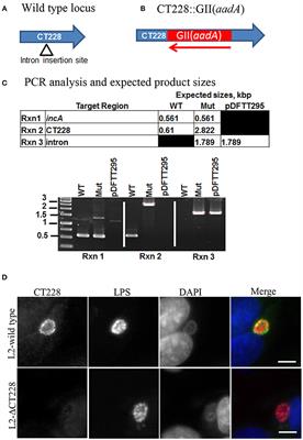 Genetic Inactivation of Chlamydia trachomatis Inclusion Membrane Protein CT228 Alters MYPT1 Recruitment, Extrusion Production, and Longevity of Infection